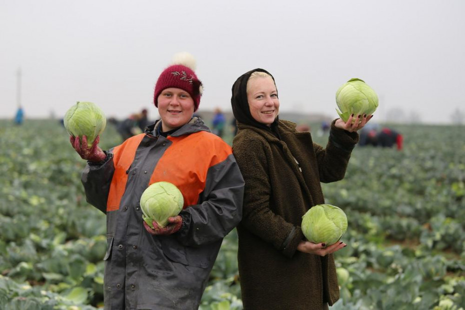 Аграрии ОАО «Василишки» убрали белокочанную капусту, собрав 500 тонн зелёных кочанов
